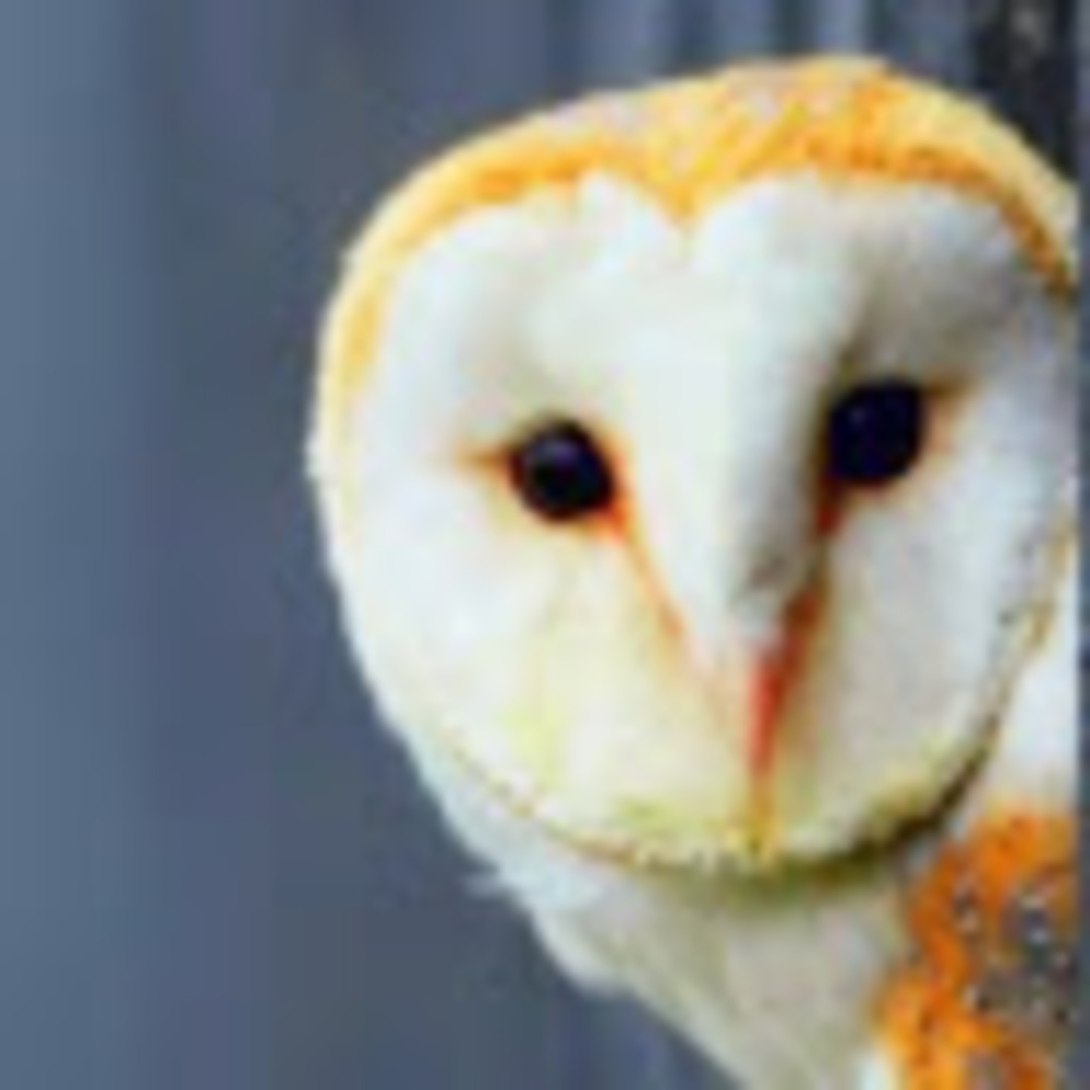 Meet your Posher, Clifford